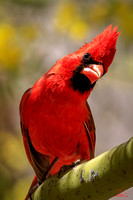 Arizona Cardinal
