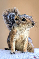 Harris Ground Squirrel